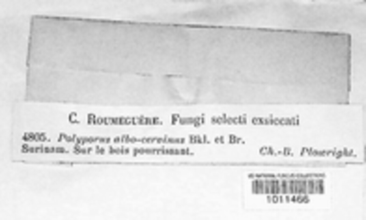 Ranadivia modesta image